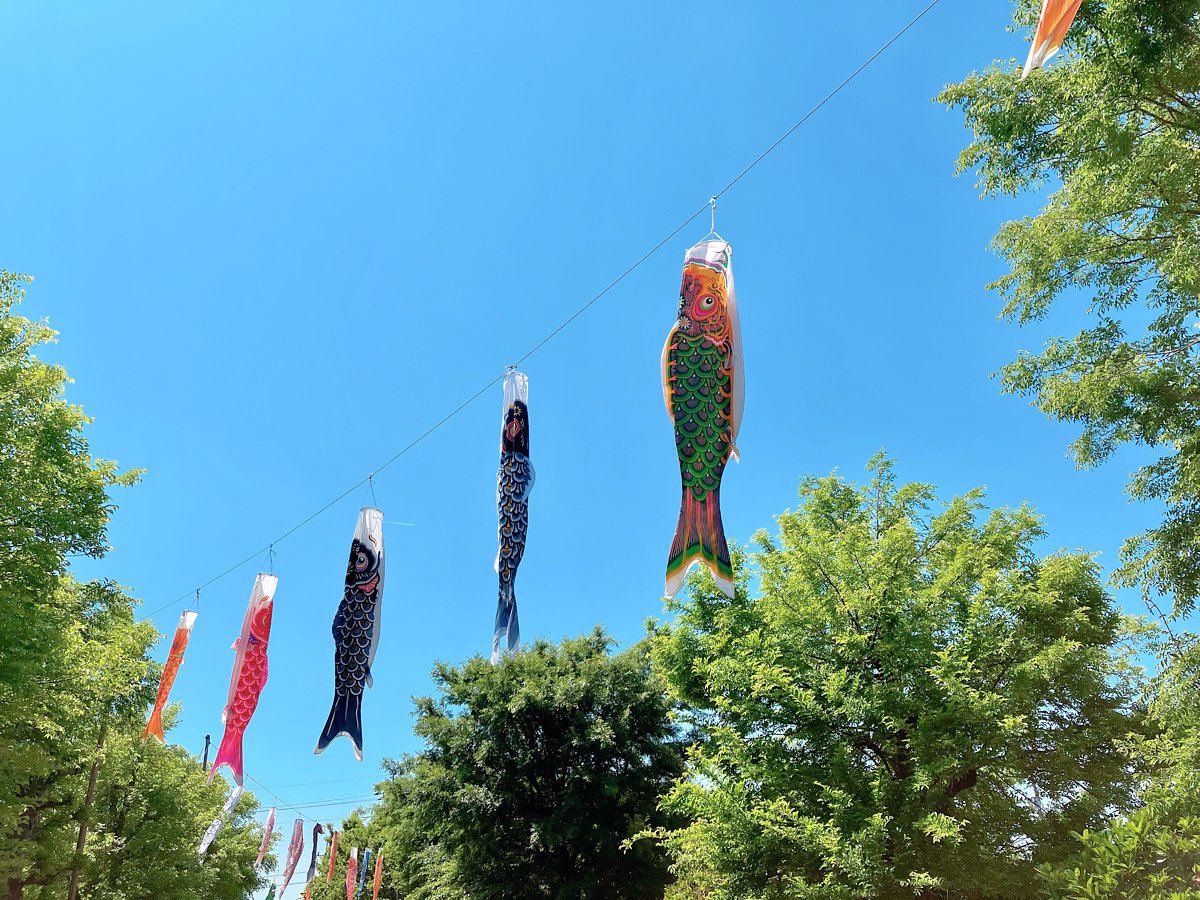 Enjoying the serene sight of carp streamers dancing in the sky. 

A cherished tradition on Children's Day, symbolizing strength and prosperity for the little ones. 

#koinobori #carpstreamers #childrensday #maydolls #japanesetradition #familytime #springtradition #festiveseason