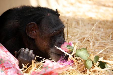 Honoring Jody's birthday - chimpsnw.org/2024/05/honori…