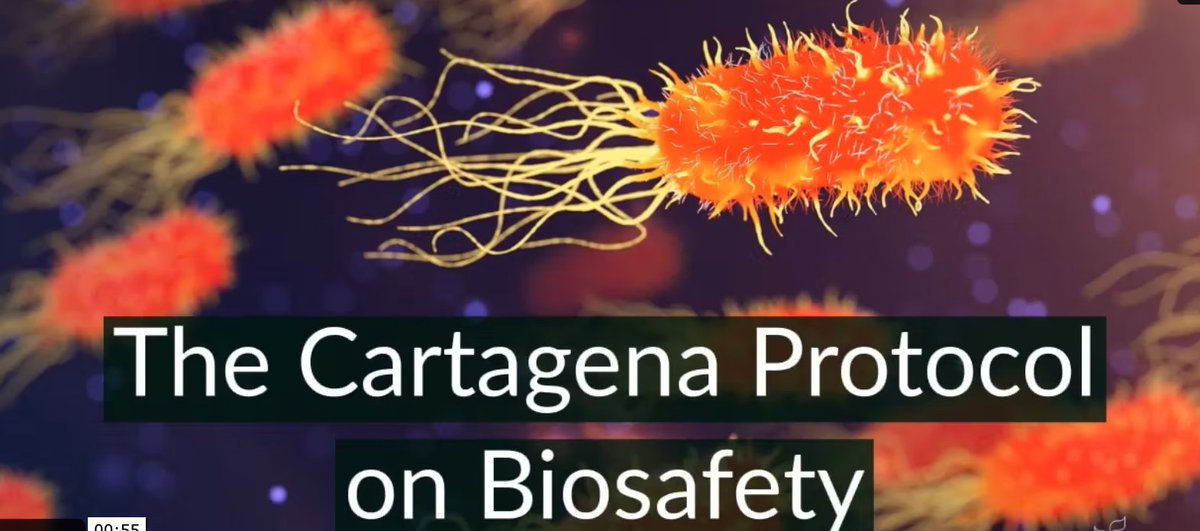 Did you know that the Cartagena Protocol on Biosafety is a protocol for @unbiodiversity ? Learn more about the @bchcpb and its importance #ForNature and people. bch.cbd.int/protocol/