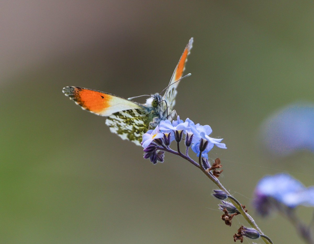 @BraydenCreation Taken this morning at my local nature reserve. Orange tip butterfly