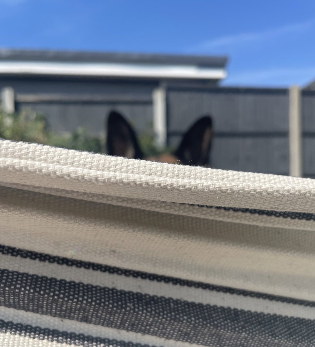 My view from the hammock 👀 And that’s why they call German shepherds “Velcro dogs” 😅