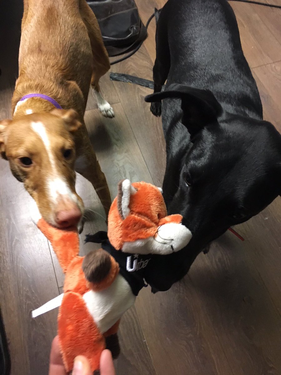Our mascot Felix The Fox is loved by all dogs! :) If you're relocating to #London with your dog, book #petfriendly accommodation with us now - your Corporate Accommodation Specialist! urban-stay.co.uk/pet-friendly-a…