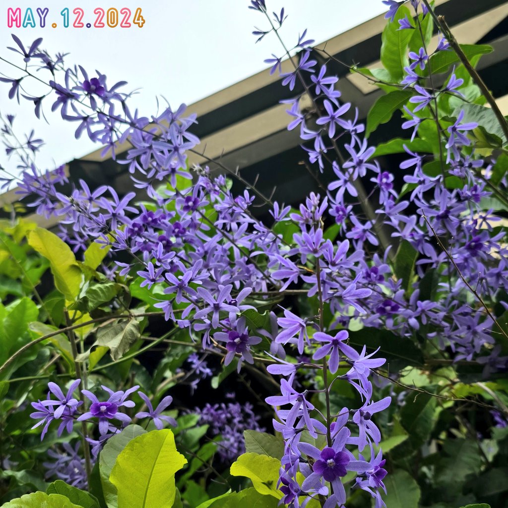 鄉下的錫葉藤（？）開囉～
#my365