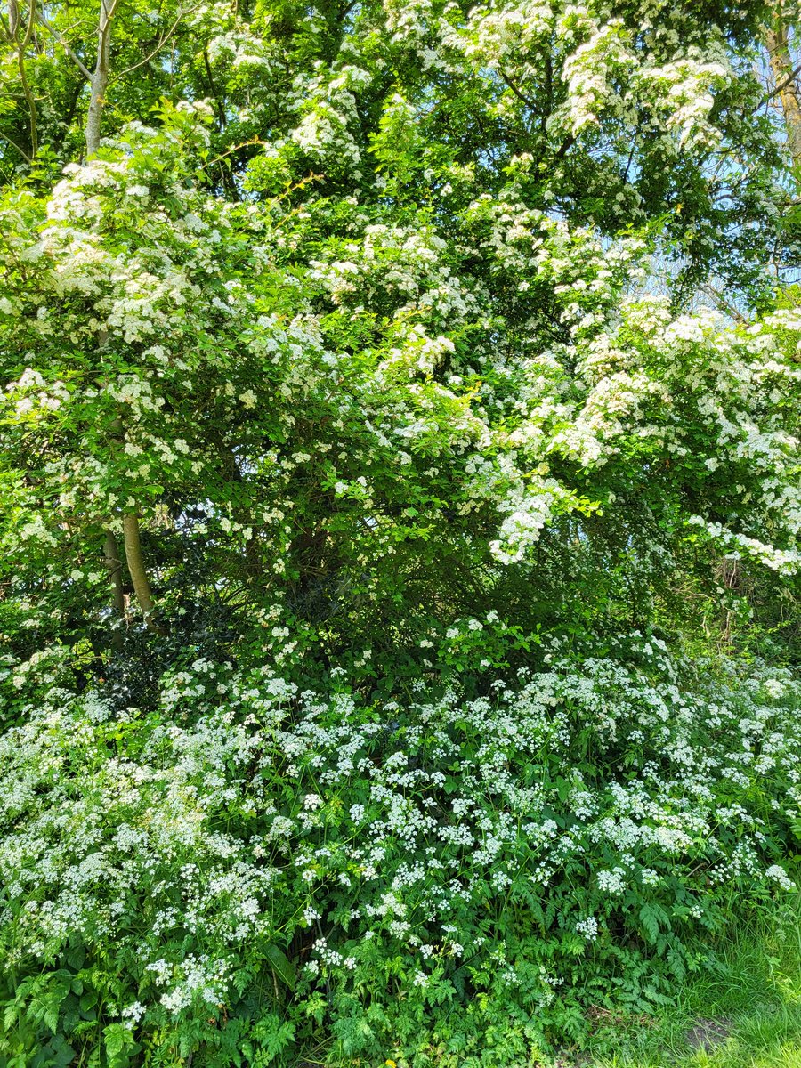 #FlowerReport May blossom (aka hawthorn blossom) and cow parsley - the refreshing white and green of spring in England!