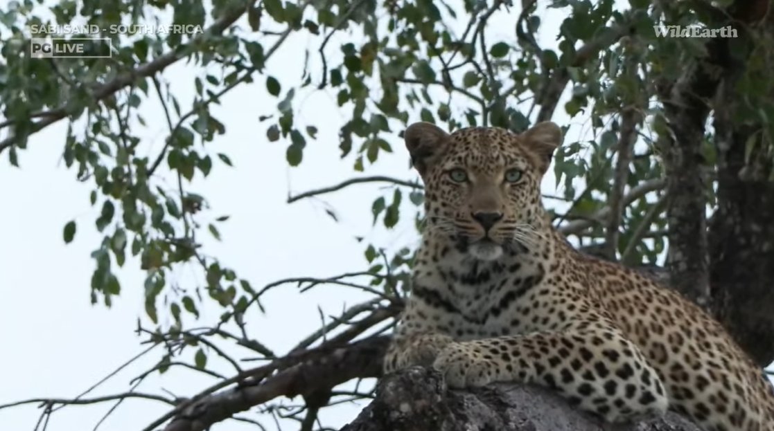 The Blue - Eyed daughter of Tiyani. 
The 3rd sighting of Laluka on WildEarth. #wildearth