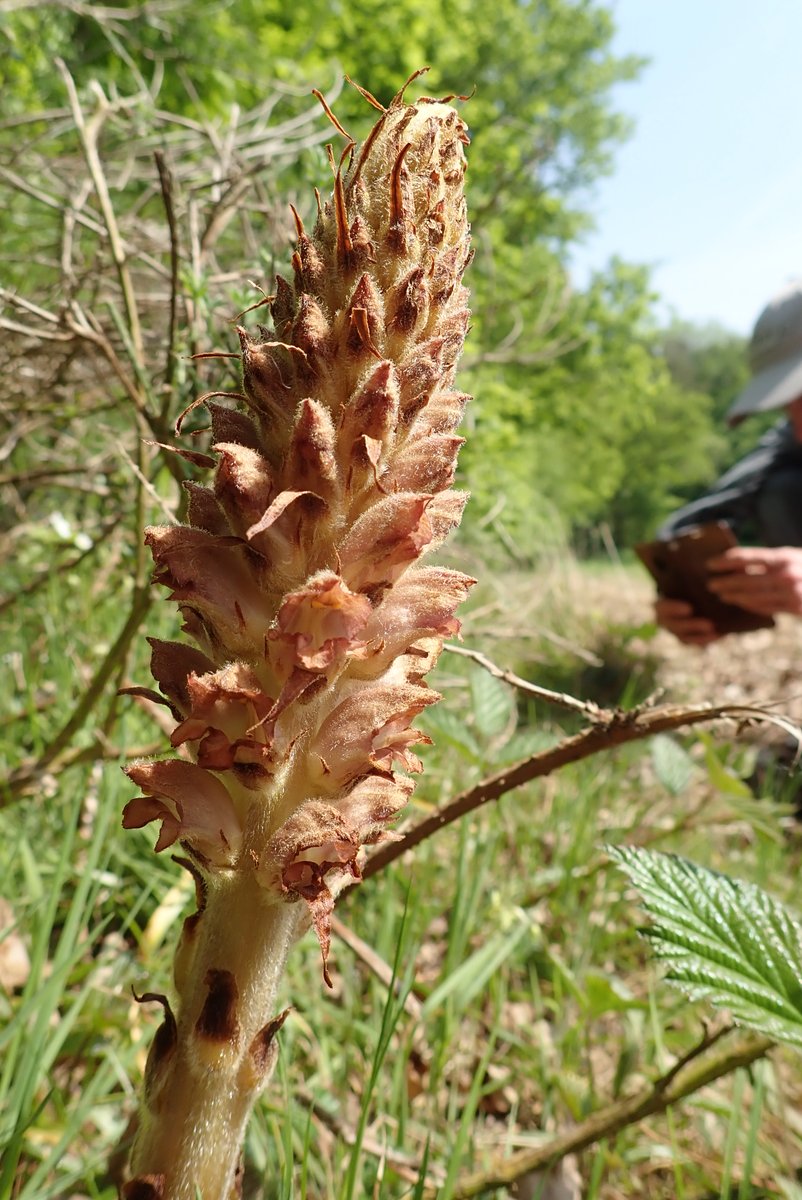 On the way to see wet heathland in Herts yesterday with Flora Group, and we stopped by to see the Greater Broomrape (Orobanche rapum-genistae) on an arable edge. Only just unfurling so will get really big later in the season. Stunning!