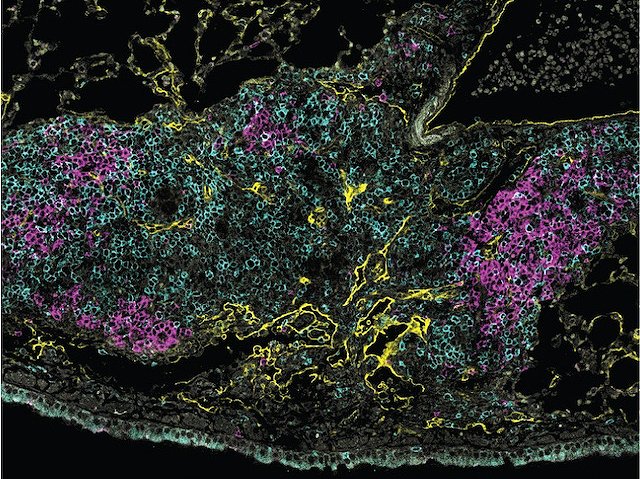 Microscopy from our recent publication was highlighted by biomedical picture of the day! Check it out and along with other interesting images on their website: bpod.org.uk/archive/2024/5…