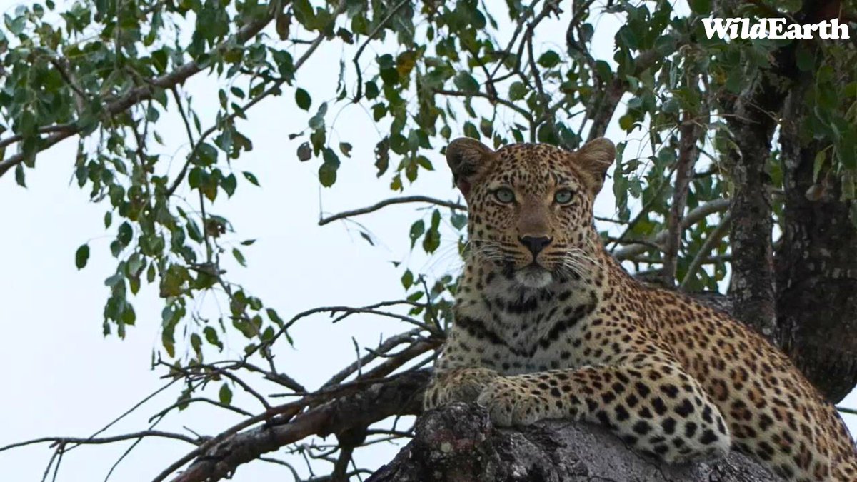 The gorgeous Laluka!  
#wildearth