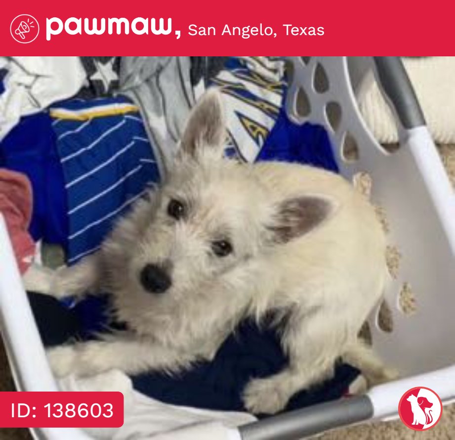 Archie - Lost Dog in San Angelo, Texas, 76903

More Details:
pawmaw.com/lost-archie/13…

#LostDog #LostPet #MissingDog
#LostCat #LostPetFlyer #FoundPet