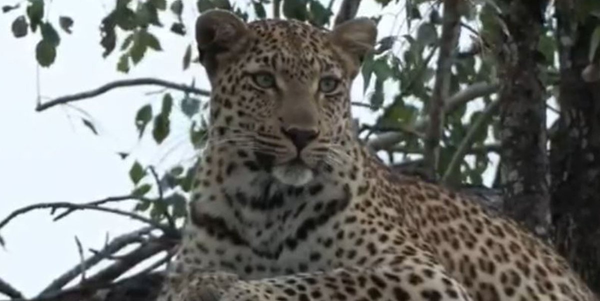 Laluka #wildearth first time for me that i see this Leopard