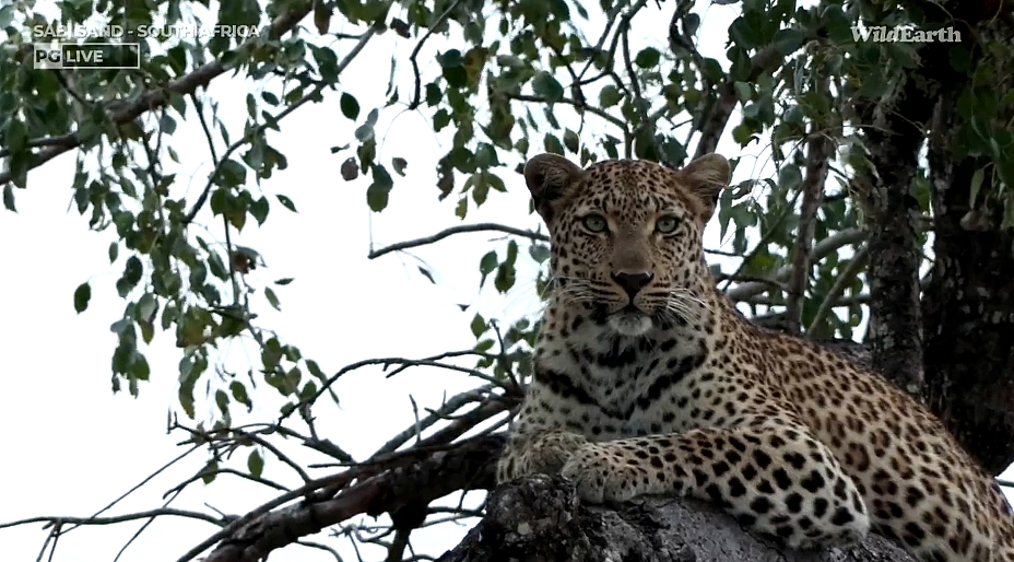 Awesome to have Laluka again  #wildearth