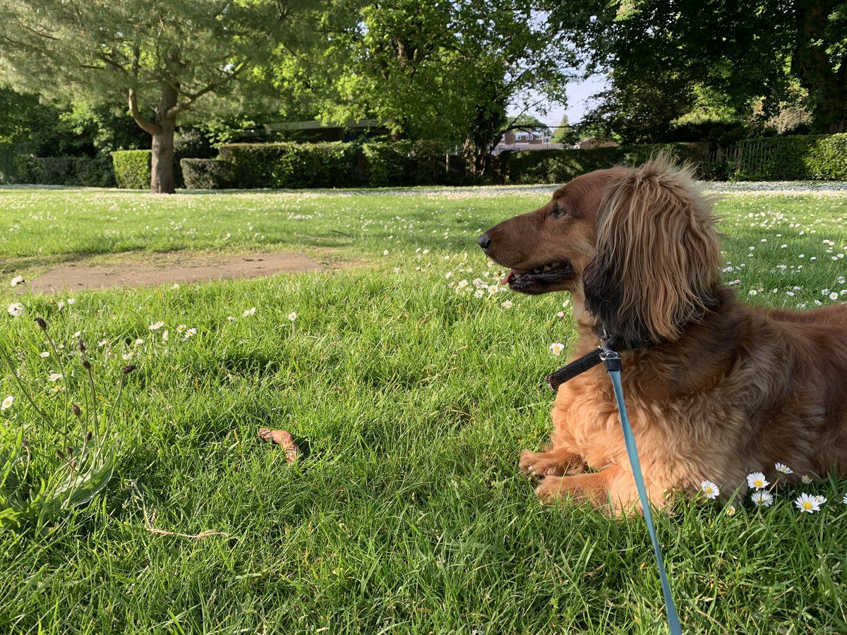 Sunday Sun! ☀️🐶 Enjoying my first proper weekend off in ages, doing some much needed gardening and walking around #Woking with Toffee.