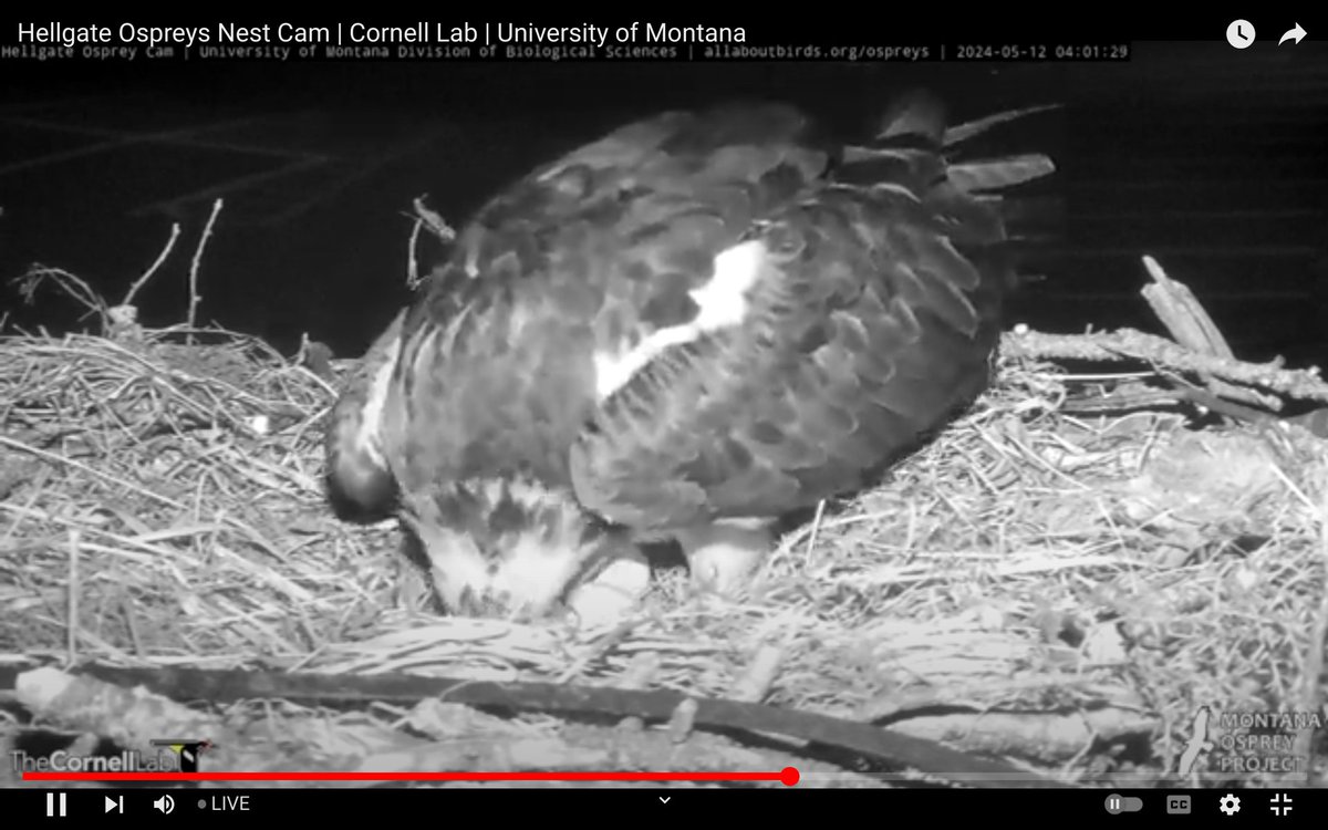 Two eggs! #HappyMothersDay  #SundayMorning  @HellgateOsprey
#CHOW #Osprey #heMontana #MontanaOsprey #raptors #birdcams #birds #Persistence