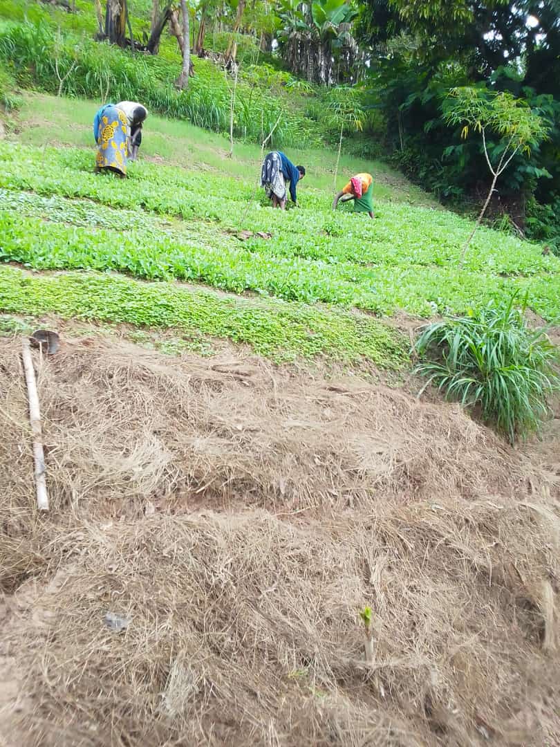 Ready To do #ConservationAgriculture and #RegenerativeAgriculture ✨✨

#AgInRwanda
