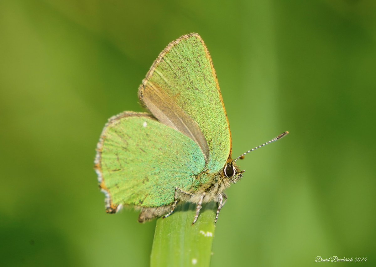 Green Hairstreak this morning in the dunes between East and Public hides @RSPBMinsmere this morning. @Natures_Voice @RSPBEngland @BC_Suffolk @savebutterflies