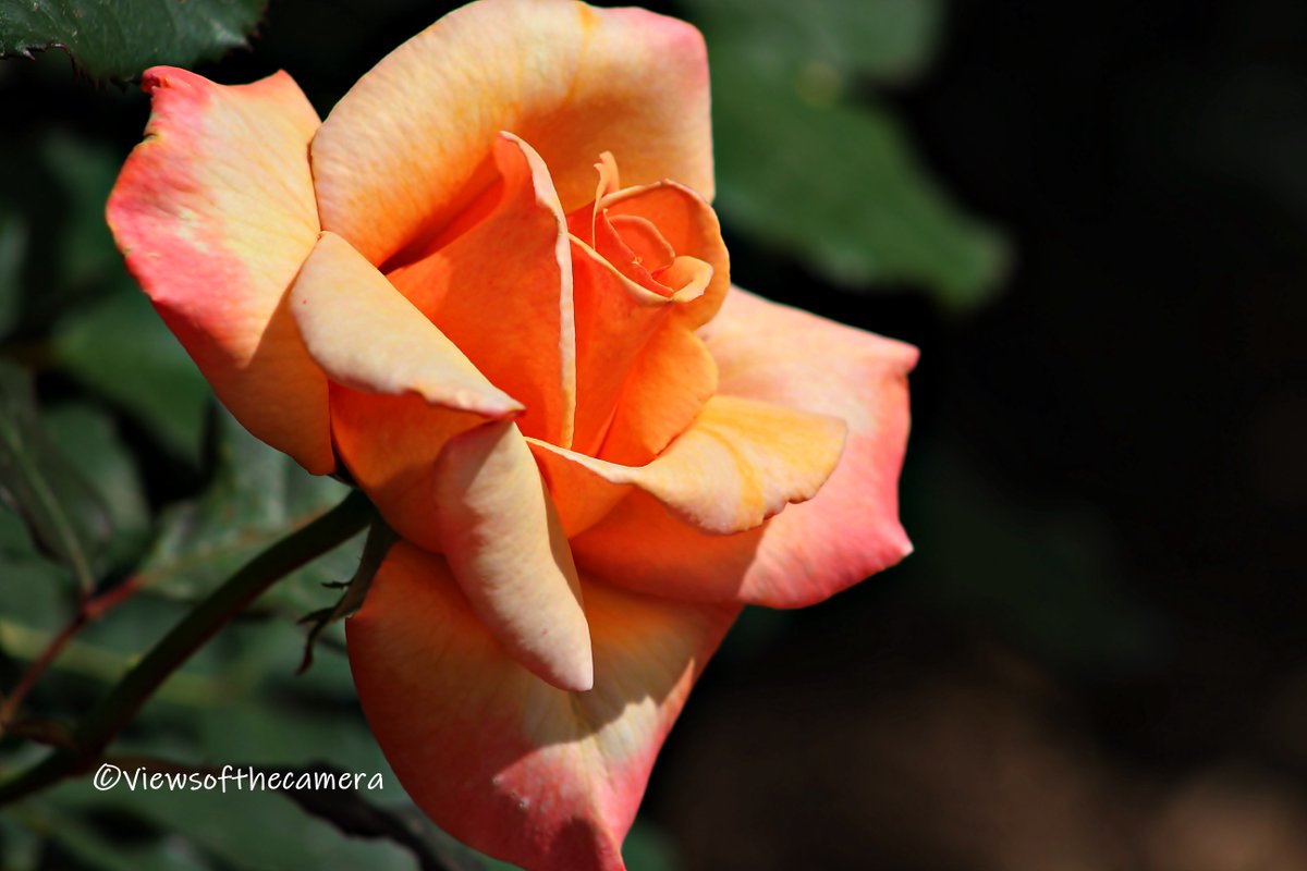 Rose at the Dallas Arboretum 
#rose #plant #flower #flora #floral #nature #garden #outdoors #arboretum #dallasarboretum #dallas #dallastexas #outdoorphotography #flowerphotography #flowerphoto #pretty #fyp #canonphotography #canonrebelt3i #myphotography #myart #texas