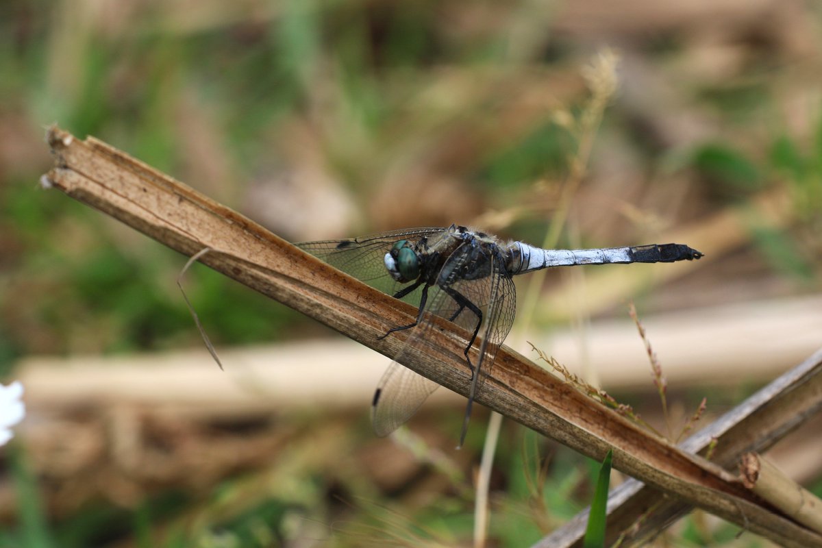 Akkuyruklu yusufçuk (Orthetrum albistylum) erkeği

Kırklareli 
12 Mayıs 2024

#hangitür