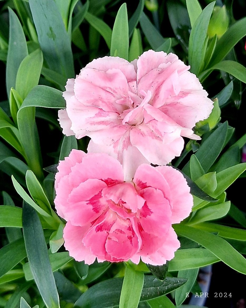 Light pink carnations.
#nature #flowers #carnations #FlowersPhoto