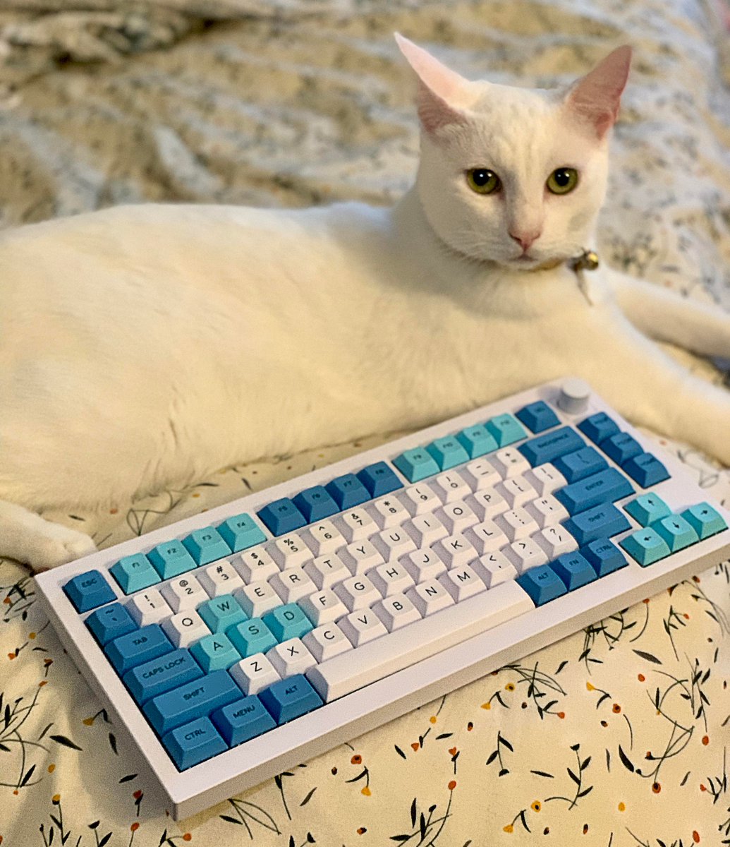 Keychron Q1 topped with an elegant kitten. ⚠️Alert: This is custom-made, so we don't scale. 😔 📸by u/thtoneaznguy (reddit) #KeychronQ1 #Keychron #customkeyboard #mechanicalkeyboard #wirelesskeyboard #keyboard #kittech