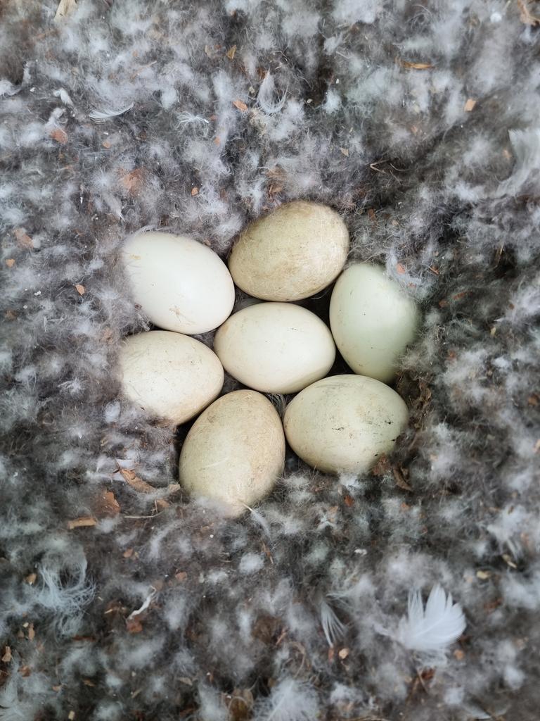 Cosy! 7 of the hundreds of eggs counted, weighed & measured today. #BarnacleGeese