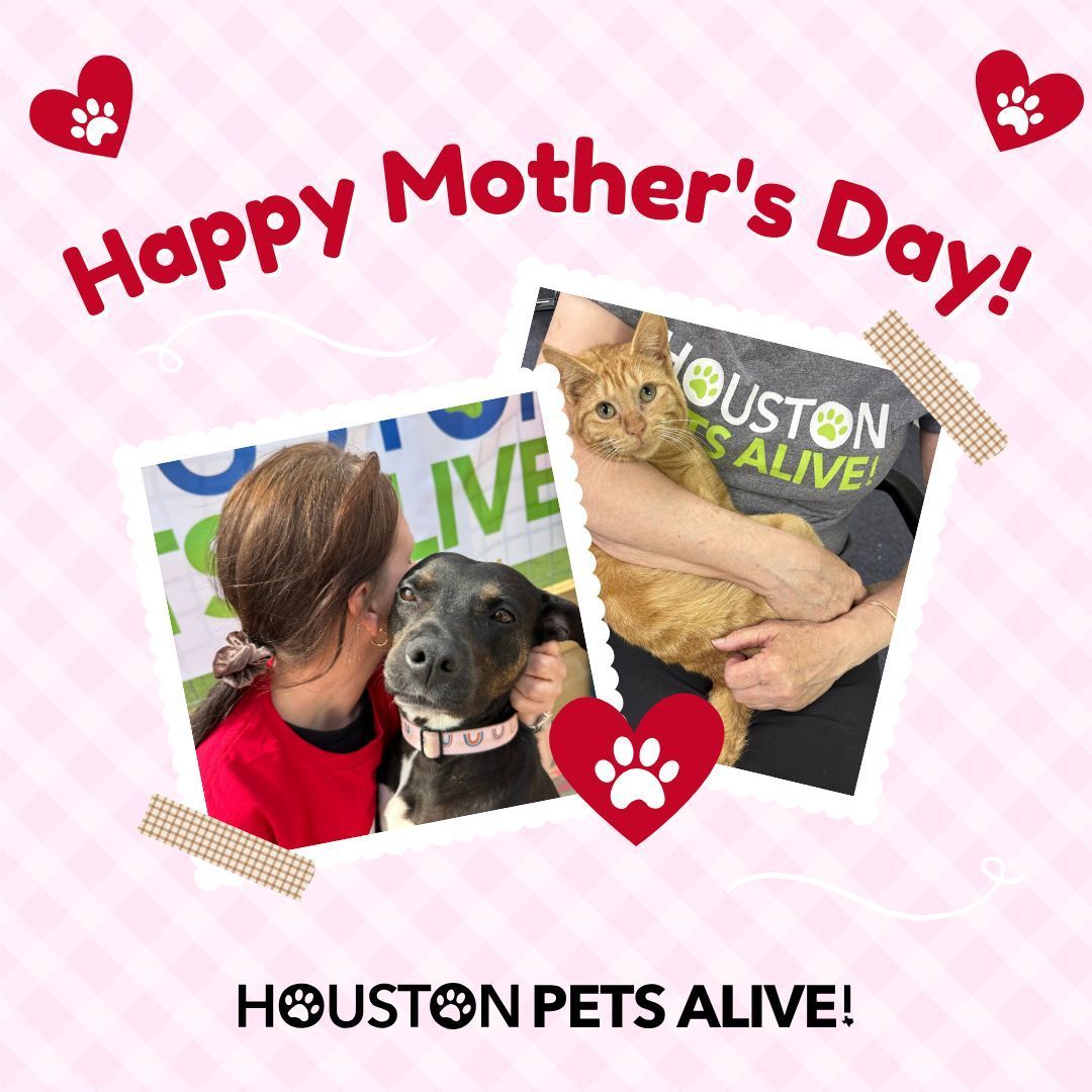 🌸 Wishing everyone a Happy Mother's Day from Houston Pets Alive!. 🌼 Today, we celebrate all the incredible moms who inspire us with their love and devotion. Whether you're a pet mom, a mom to human kids, or a caregiver to those you cherish, we honor you. #HappyMothersDay