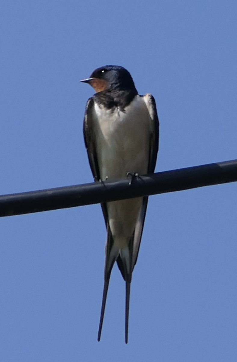 Had my camera in the right place for once! Swallow. East Kent @LittleStourOrch @DavidHuntArt