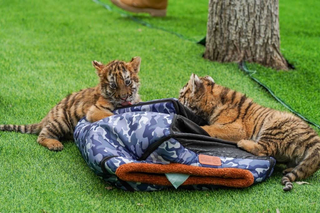 🐯🌿 Say hello to the cutest new residents! Two charming two-month-old Siberian tiger cubs have just made their debut at a park in Harbin, Heilongjiang province. #GreenChina #WildChina #Biodiversity #NatureLover #NewEraChina