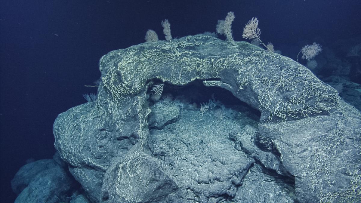 The dramatic #seamount landscape of #PapahānaumokuākeaMarineNationalMonument shows evidence of past volcanic activity. This cave might have been full of gasses when the lava cooled, but 70-90 million years later, it is a perfect grotto for #coral colonies. #SeafloorSunday