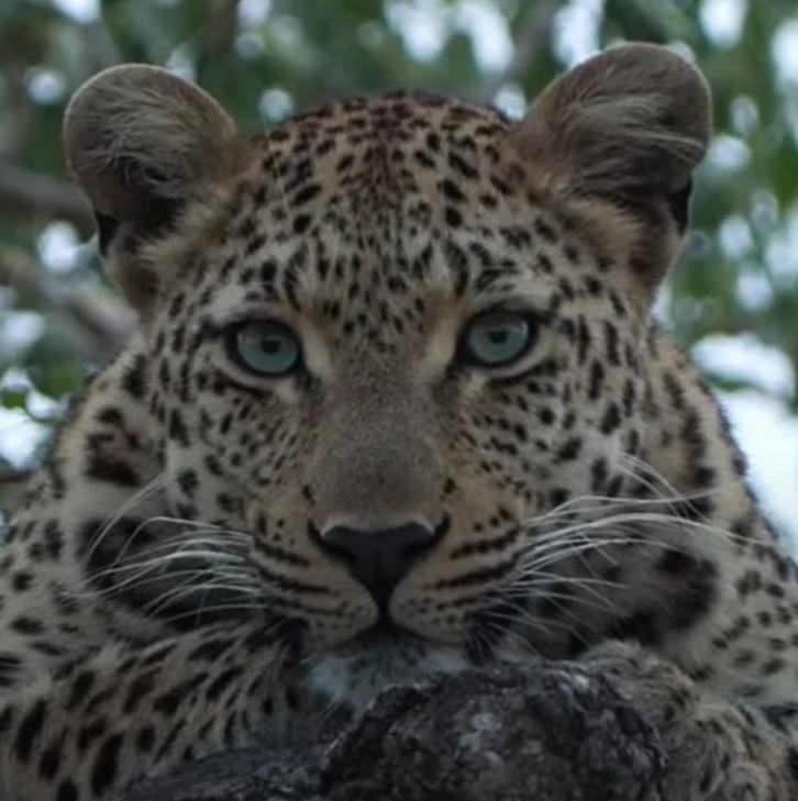 She's absolutely stunning. #wildearth
Great camera work by Panda.