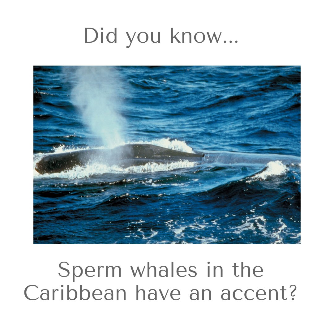 Did you know? 🤓

Sperm whales in the Caribbean have an accent? 🐋

#whales #spermwhales #caribbean #whalesounds #whalenoise
 #lghomes #realtor #sellmyhome #findmyhome #citiesgroup #houses #homes #realestate