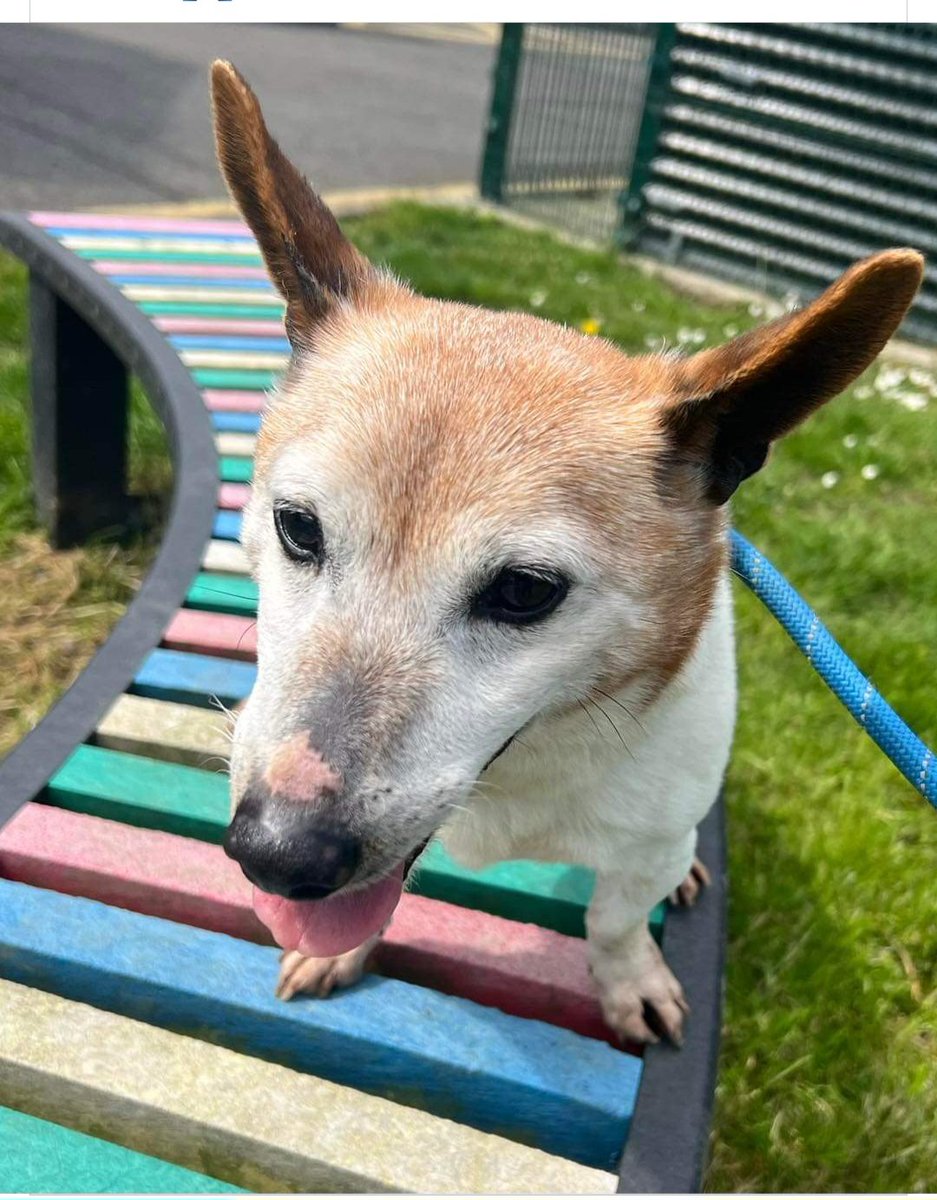 Still no offers for #Albert He is 10 &amp; just wants to go home... can you be his home... please see phone number in post 💕