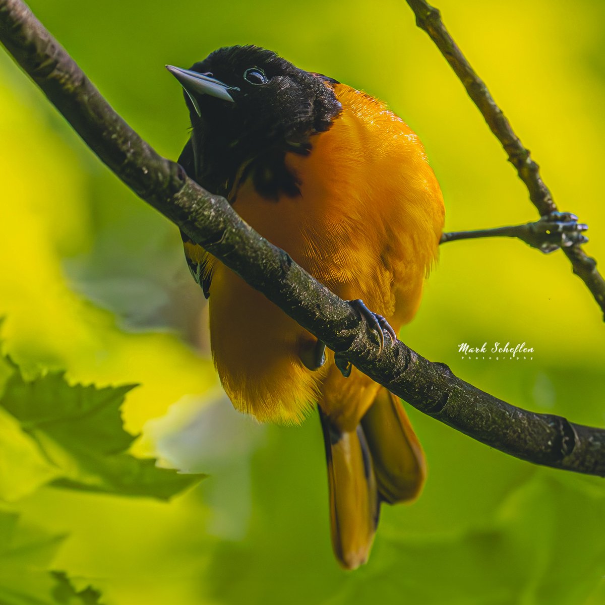 Baltimore Oriole, Loch, Central Park, N.Y.C  #birdcpp #TwitterNatureCommunity #birdsofinstagram #britishnatureguide #naturephotography #birdphotography #twitterphotography #wildbirdphotography #nikonphotography #NatureBeauty #nycaudubon 5.11.24