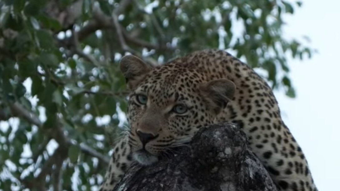 That face and those lovely eyes  🫠 #wildearth (Laluka)