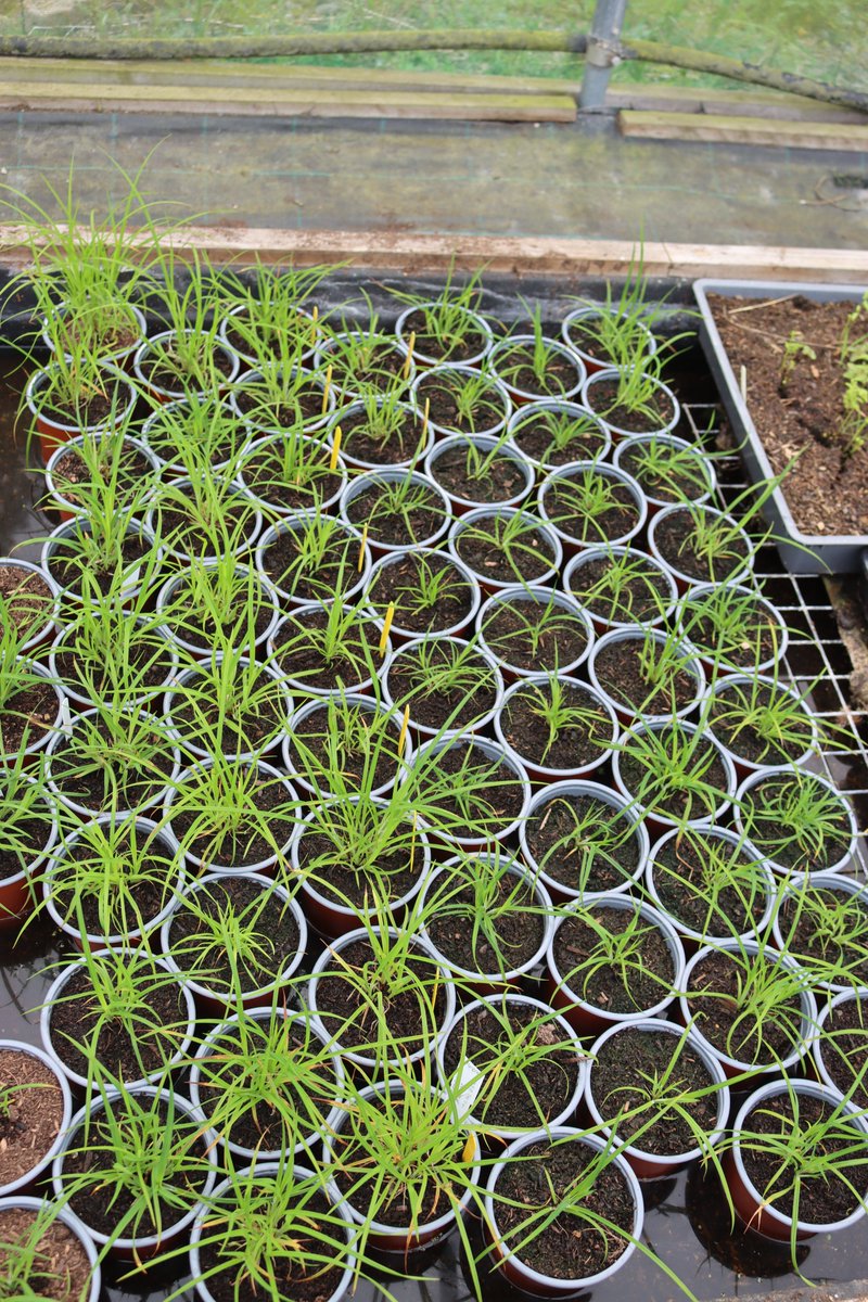 Some of the Scarce Tufted Sedge (Carex cespitosa) being grown at @NosterfieldLNR habitat creation nursery. Among Britain's most endangered plants, these are being grown for @HMWTBadger's species recovery project.