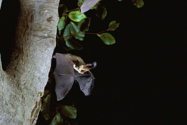 There are many different ways to help bats. Either by becoming a member, donating, volunteering, raising funds at no extra cost to you, leaving a gift in your will or simply making your garden/green corner more bat friendly. buff.ly/37lQmRw