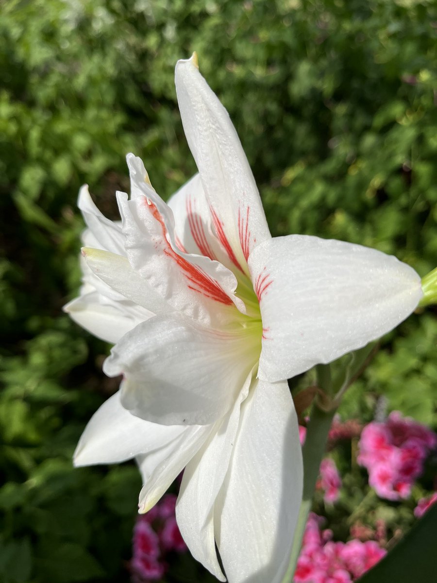 Bulb #2 blooming pretties #amaryllis