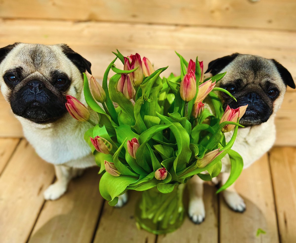 #HappyMothersDay Mom 🌷 #pug #HappyMothersDay2024 #tulips #pugMom