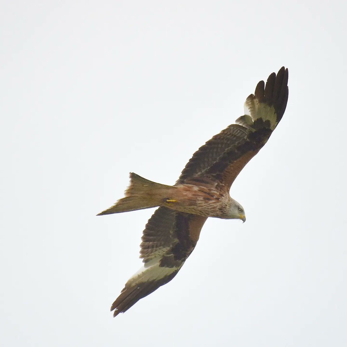 Purely record shots of Red Kites following the farmer as he cut and harvested grass in the field today. Too far for decent images, lighting was poor. There were more than a dozen of them gracefully gliding and swooping to catch any small creatures escaping the tractor's path! 😍