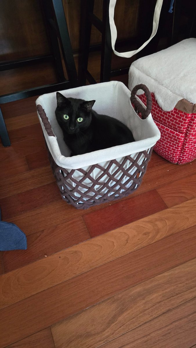 Happy #CatBoxSunday in my basket! - Knight