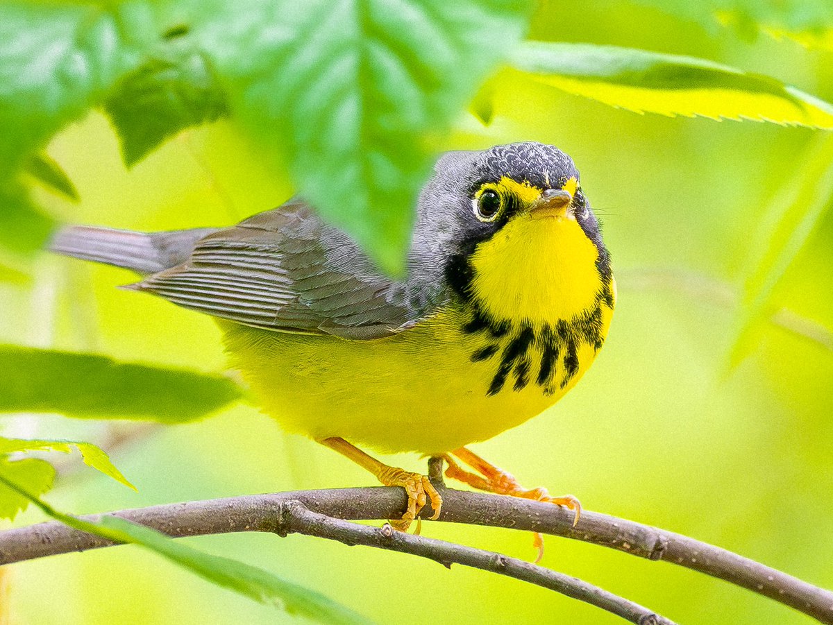 A wonderfully round and blingin’ Canada warbler showing off his gorgeous necklace. (Yesterday at the Point, Central Park, New York) #birds #birding #nature #wildlife #birdcpp