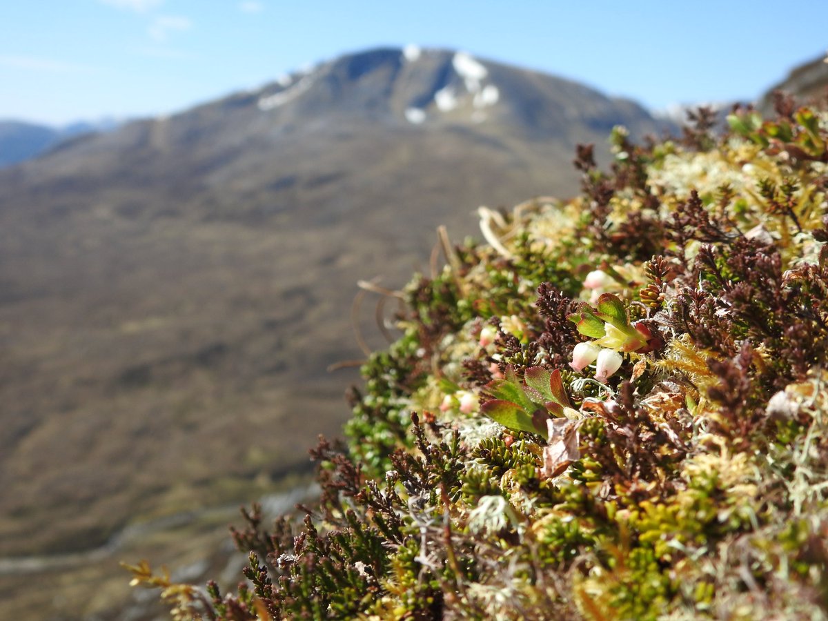 Not seen arctic bearberry (Arctostaphylos alpinus) flowering since 2021 so was hoping I’d see some this year, and here it is with Sgúrr na Lapaich (the Glen Affric one) as a backdrop! #wildflowerhour