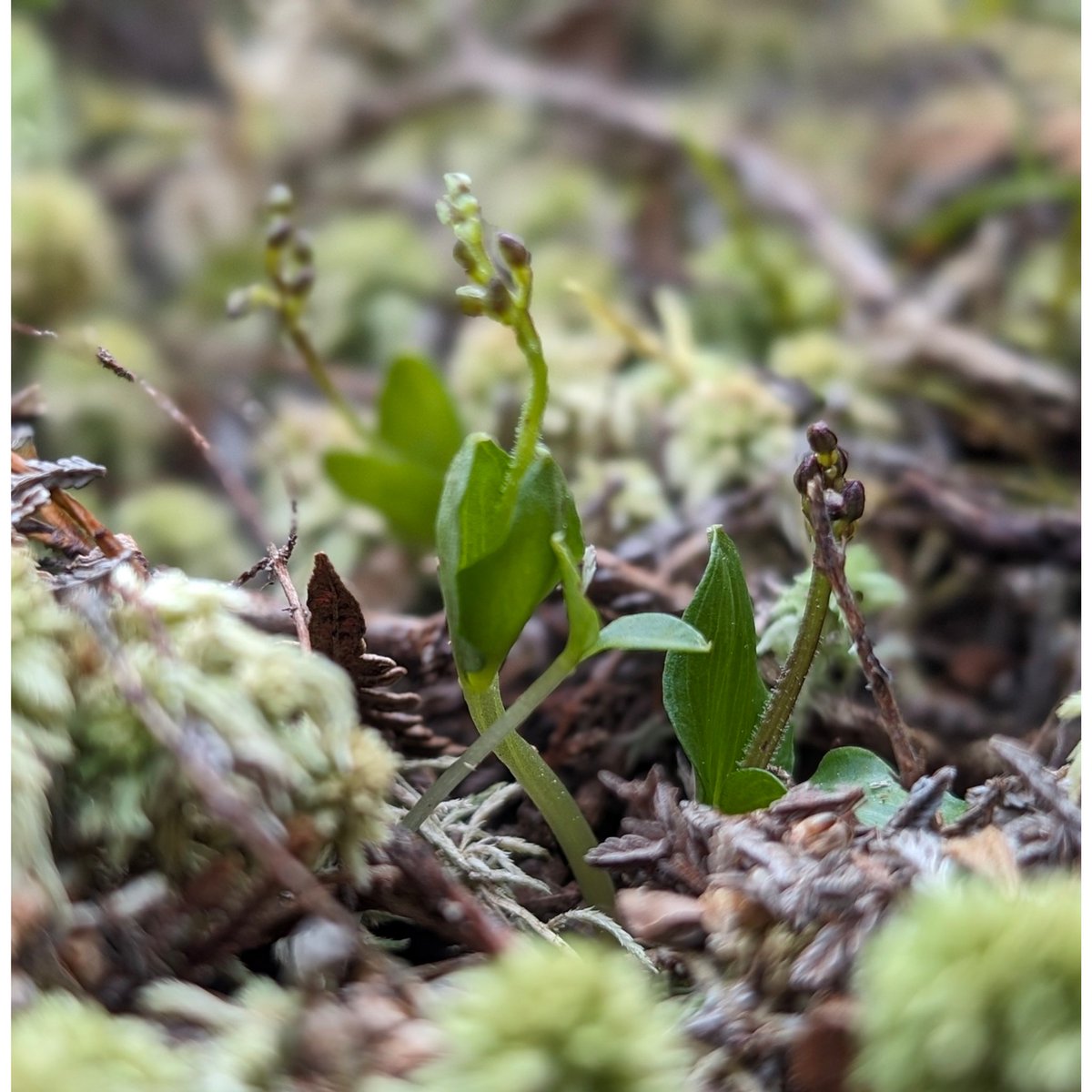 Already plenty of Lesser Twayblade, Neottia cordata, in full flower on Exmoor today and lots in bud. Very dry up there. @ukorchids