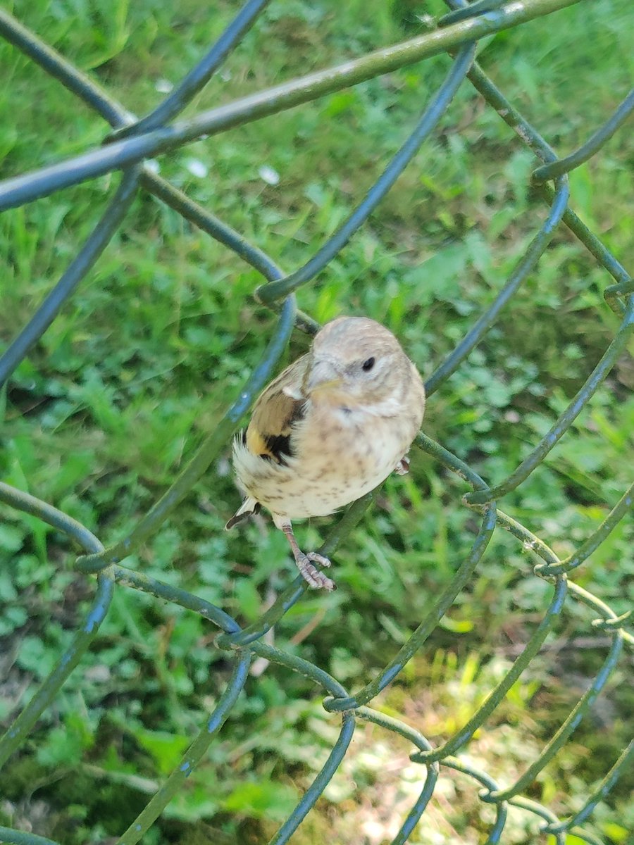 Byki co to za ptaszek? Goniła go sójka i się skitrał w siatce @kurna_borek