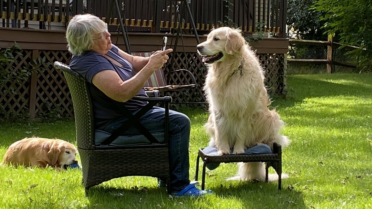 Happy Mother’s Day to @peggyfrezon ! Our mom takes nearly as many pictures of us as dad does! She writes great stories, too! 😃😃❤️❤️ —Sophie and Pete #dogsoftwitter #BrooksHaven #grc #dogcelebration #GoldenRetrievers #MothersDay #HappyMothersDay2024 #MothersDayWeekend