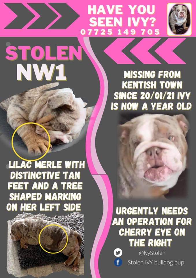 Ivy was stolen on 20 January 2021 in #NW1 #London, 3 years ago. She was sighted in london originally. We know someone has her. Where is IVY now? Please look at her photo. Please contact @IvyStolen with any information #stolendoghour