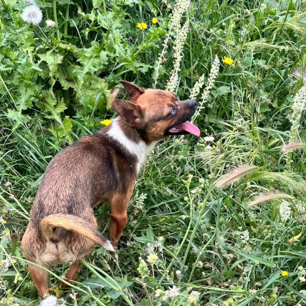 Perro perdido en Los Cortijillos, Alcaucín. #axarquia #axarquiaplus #alcaucin #perro