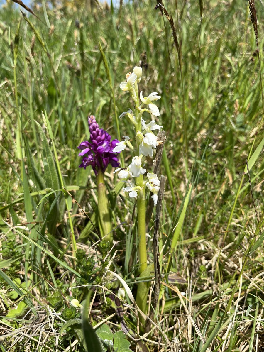 White Early Purple Orchid near Chagford, Dartmoor. #wildflowerhour