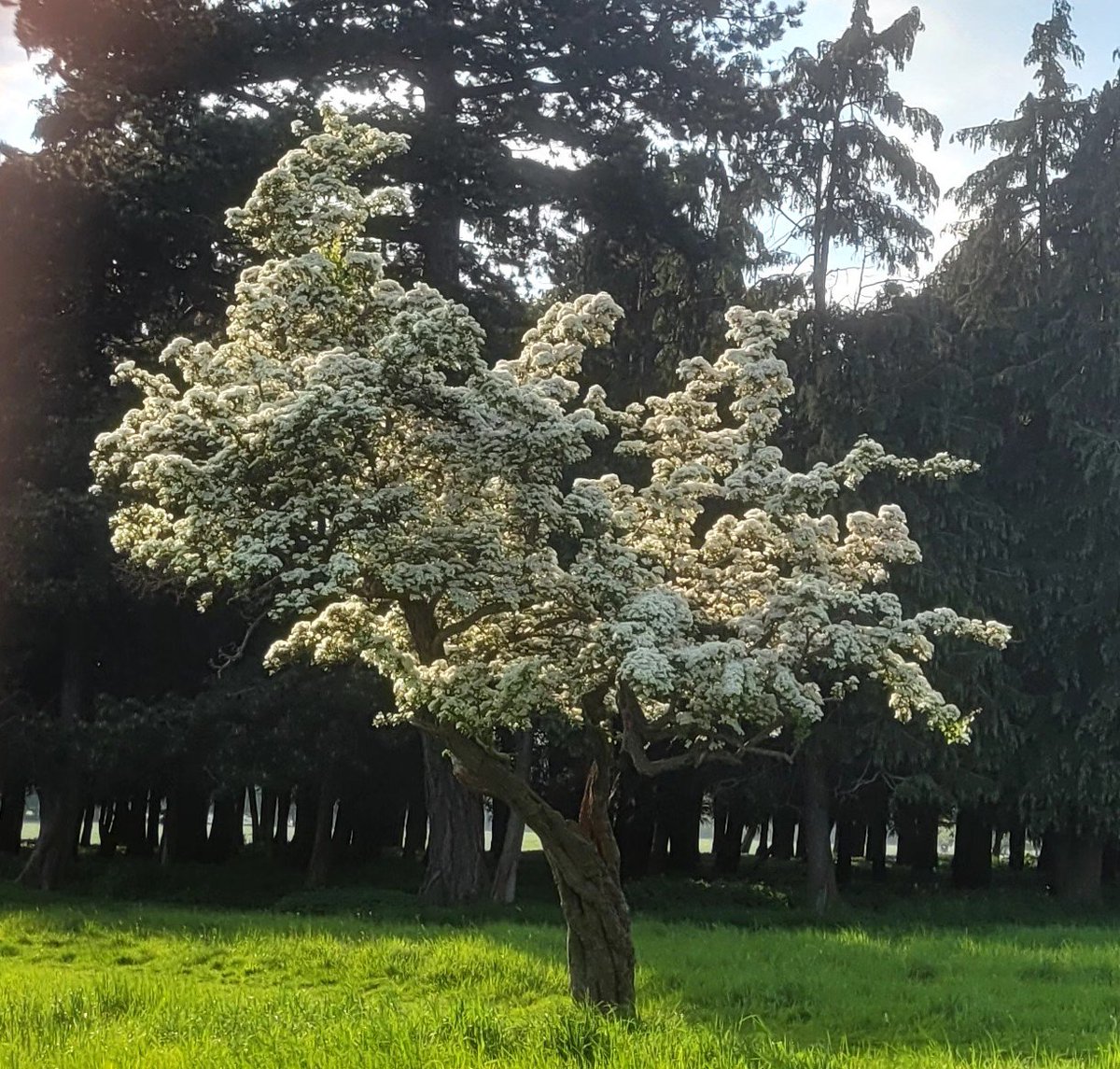 Today wherever you are a small selection of ancient twisted Hawthorns from @phoenixparkOPW , now in full flower. For me the epitome of the sculpted beauty of nature. Crataegus monogyna, Sceach gheal.