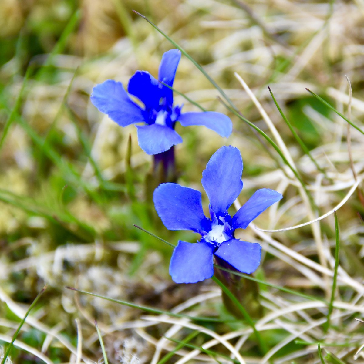Is this the best blue to be found in nature? Got to be a contender! Spring Gentian at Widdybank Fell today #WildFlowerHour @wildflower_hour @BSBIbotany