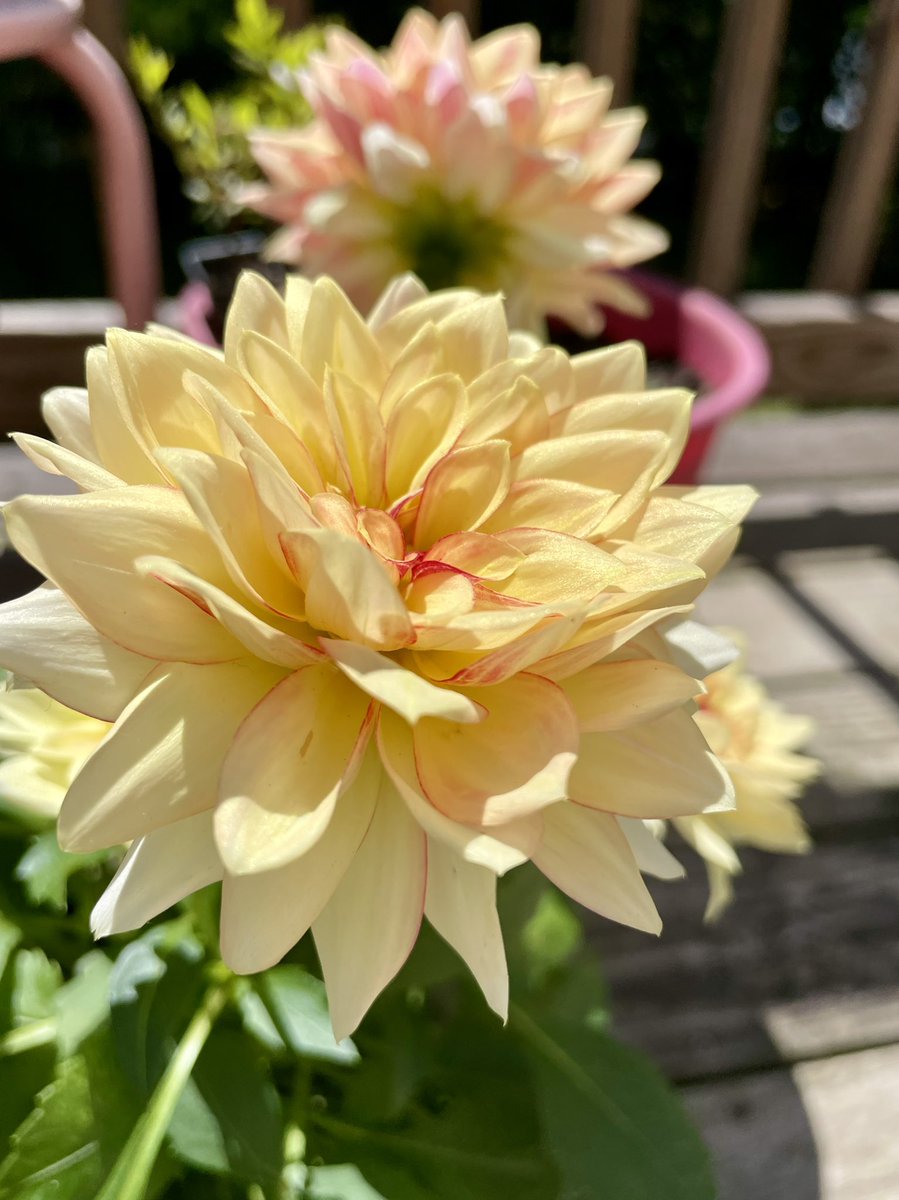 Mom’s Day dahlias from my awesome kid for today’s #FlowerReport from sunny and warm Kennesaw GA💛🧡 As a nod to our favorite and forever anchor @alyssaharad I’m wishing you a lovely week full of more of whatever you need💕 sending love and peace💜☮️